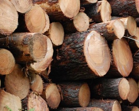 Разследват незаконен добив на дървесина край Велинград