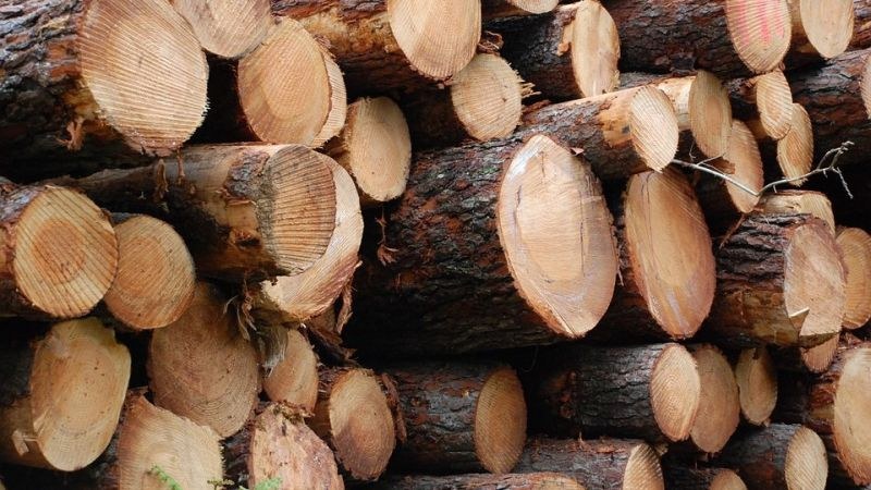 Разследват незаконен добив на дървесина край Велинград