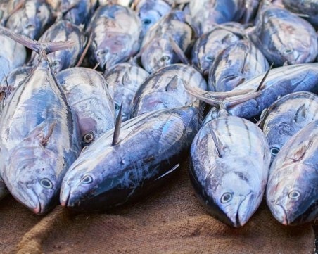 Няма данни за разпространени в България количества от рибата тон, която се изтегля от пазара в някои европейски страни