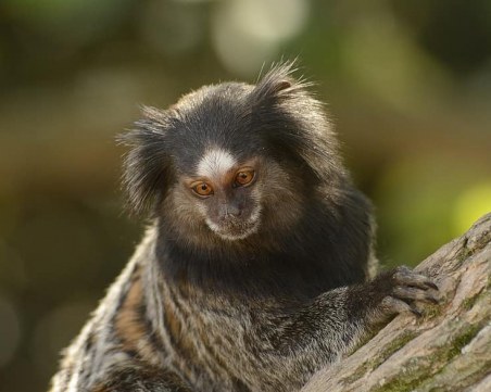 Откриха нов вид маймуна в бразилската част на Амазония
