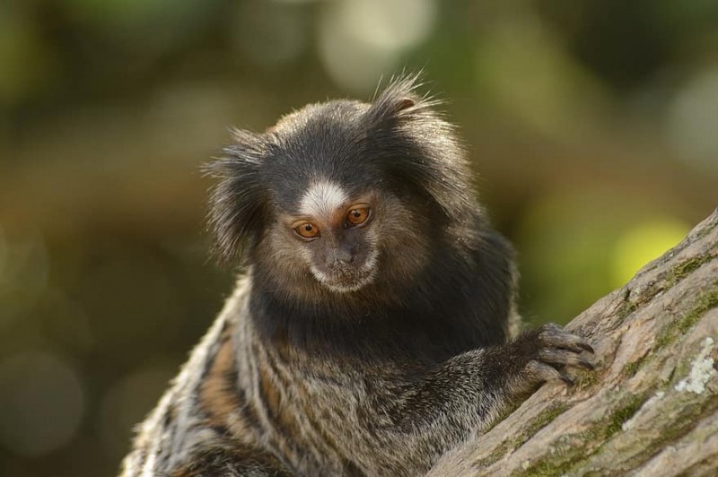 Откриха нов вид маймуна в бразилската част на Амазония
