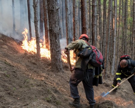 Пожарът в Пирин тръгнал от поразен от гръм бор