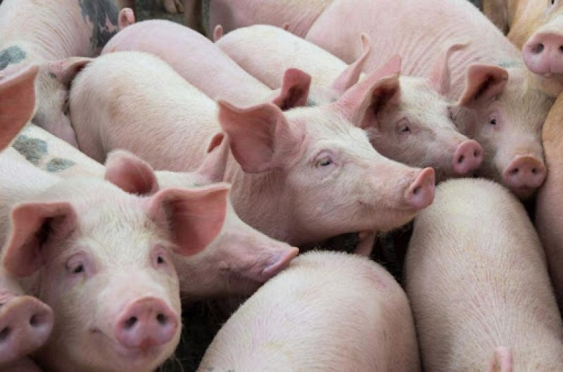 Откриха огнище на африканска чума по свинете в Пазарджишко