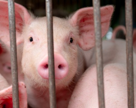 Огнище на африканска чума в стопанство в пловдивско село