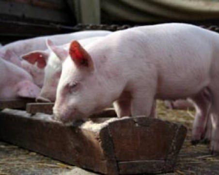 Ново огнище на чума във ферма в пазарджишкото село откриха БАБХ