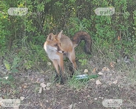 Кума Лиса позира с бутилка 