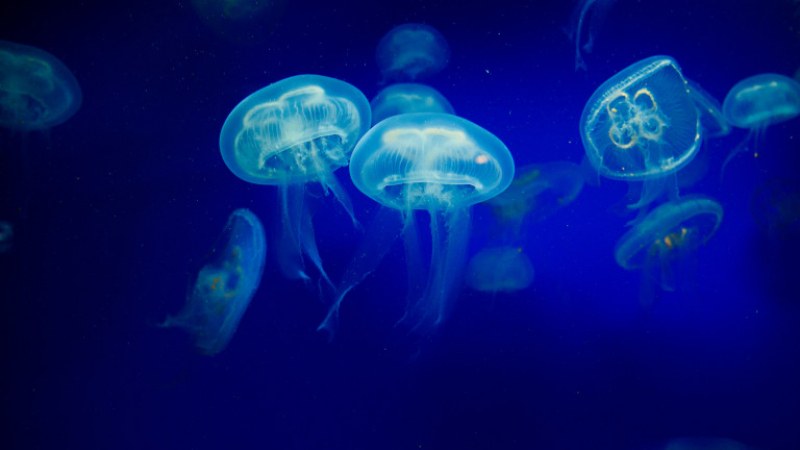 Необичайно много медузи по гръцките плажове
