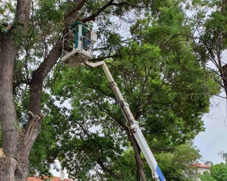 Режат опасни клони на булевард 