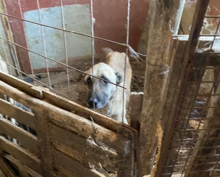 Поредната жестокост: Откриха мъртви и недохранени кучета в Ямболско
