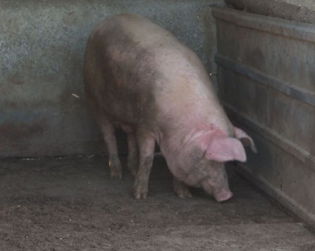 Проверките по селата продължават: 14 нерегистрирани стопанства са открити в пловдивско