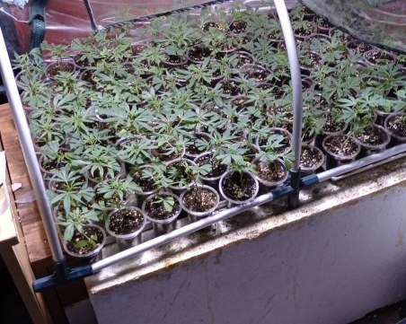 Разкриха наркооранжерия в София, арестувани са баща и син