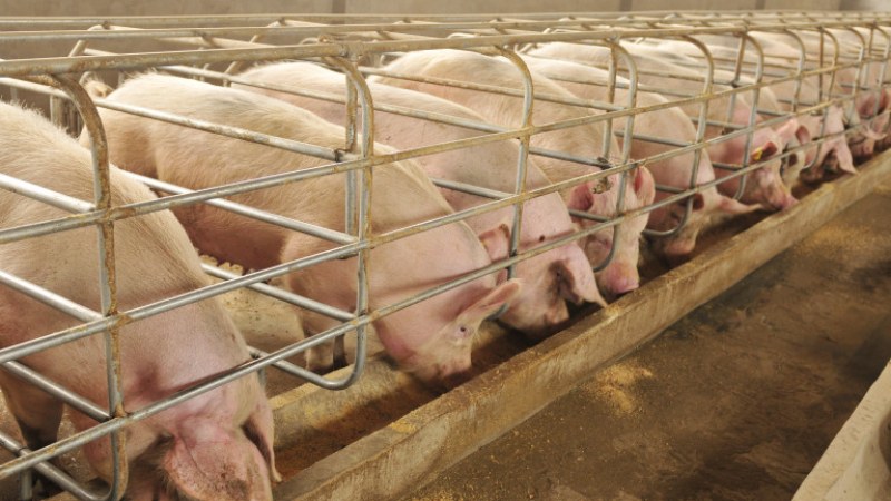 Криза в свинефермите в Англия: Няма работници,