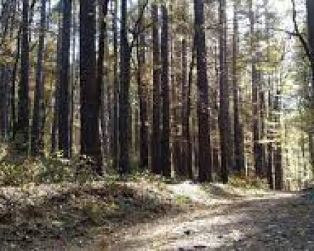 Кадрови рокади: Смениха шефовете на горските предприятия