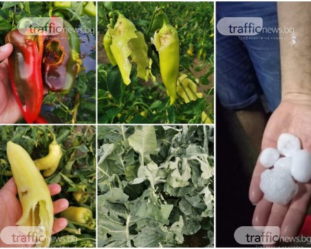 Стока за милиони отива в коша след градушката в Пловдивско! Потърпевш: Нямаше противоградни ракети