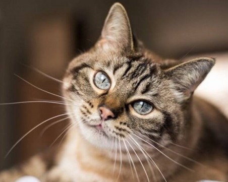 Как да разберем възрастта на котка?