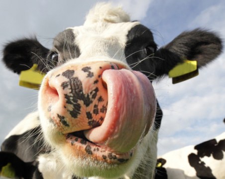 Ново мляко или защо кравите няма да ни трябват скоро