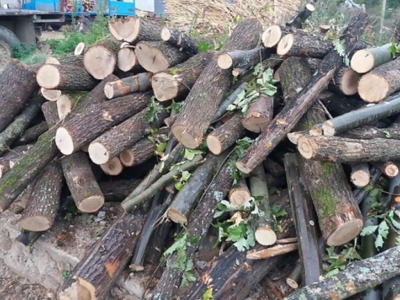 Шестима арестувани заради незаконен дърводобив край Велинград