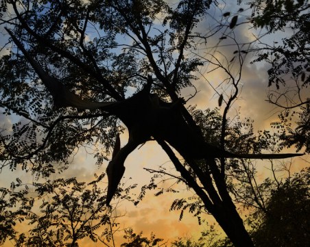 Учени откриха останки от летящ динозавър