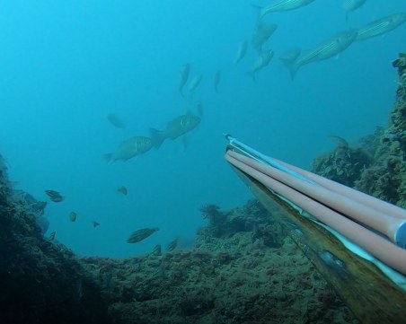 Харпунджия намери смъртта си в морето край Созопол