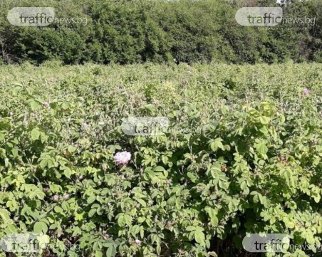 Подпомагат с 2 млн. лева розопроизводителите