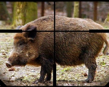 Откриват груповия лов на диви прасета в началото на октомври