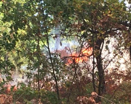 Горски пожар бушува над Разлог