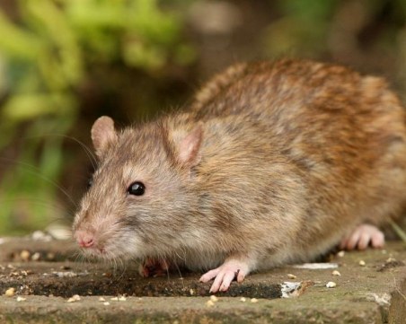 Пети болен с лептоспироза лекуват у нас