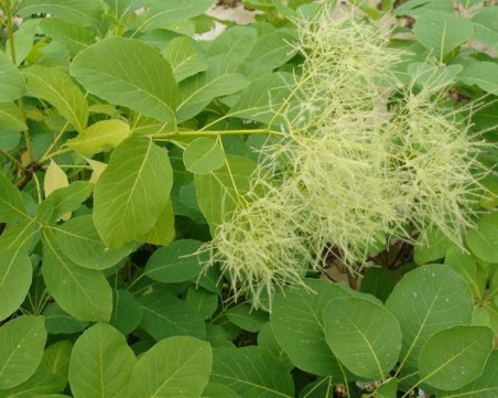 Смрадлика - билката-чудо, която лекува куп болести и разкрасява