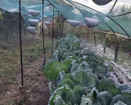 Градушка колкото орех удари Любимец