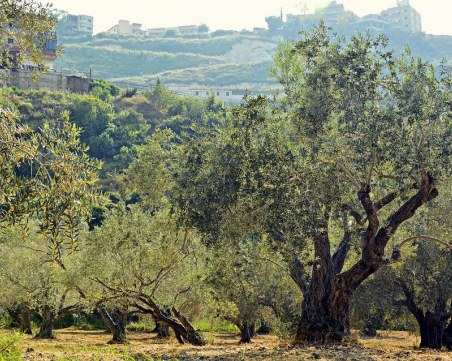 Засаждат 100 000 маслинови дръвчета след опустошителните пожари в Гърция