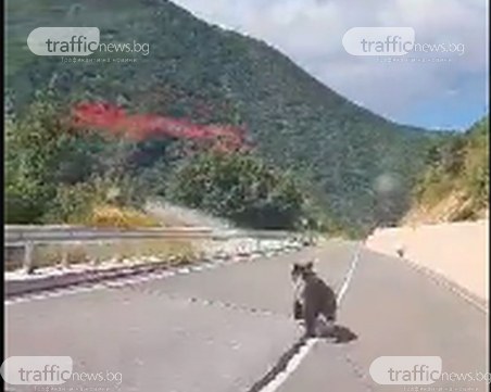 Отново: Мече се впусна в луда надпревара с коли на пътя Кричим – Девин