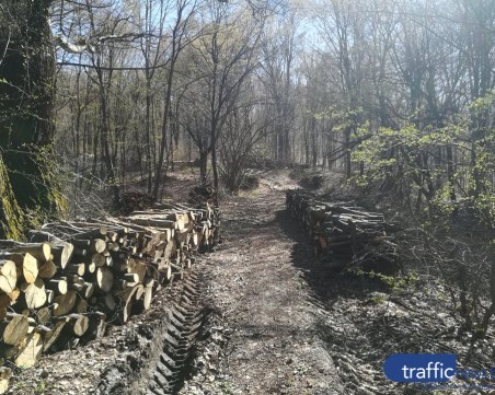 Бракониери изсякоха иглолистна гора в Пазарджишко, полицията ги спипа