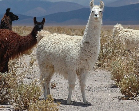 Имунна терапия срещу COVID-19  с антитела от лама дава обещаващи резултати