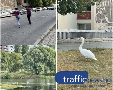 Пловдивчани спасиха бедстващ лебед, баща на две малки