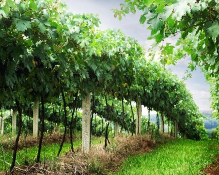 Разбиха група, вкарвала нелегално нископлатени гроздоберачи от България за Франция