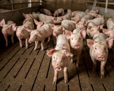 БАБХ: Няма да се умъртвяват всички прасета в Съединение