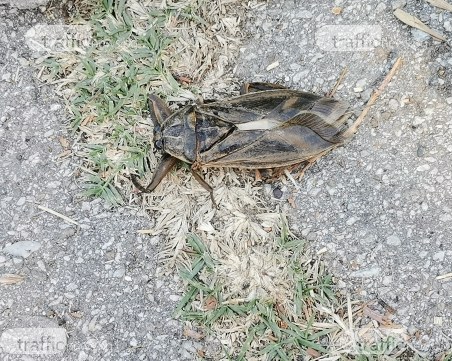 Гигантски буболечки отново налазиха Пловдив, уплашиха майки и деца в парк