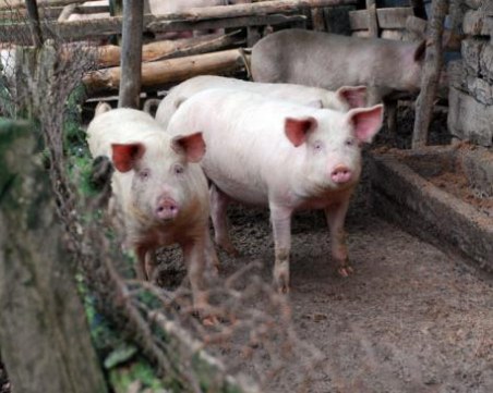 Огнище на африканска чума в Съединение! Убиват десетки прасета