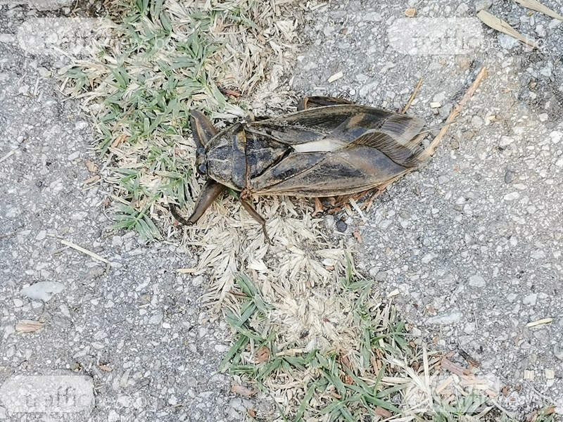 Гигантски буболечки отново налазиха Пловдив, уплашиха майки и деца в парк