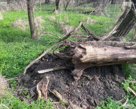 Инж. Георги Николаев: 50% от дърветата в Лаута са болни, реанимацията на парка не бива да се отлага