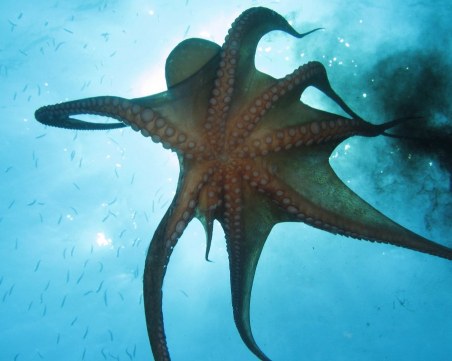 Женските октоподи хвърлят предмети по мъжките, когато са им ядосани