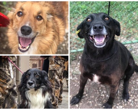 Кученца от Общинския приют канят пловдивчни на кафе в Капана