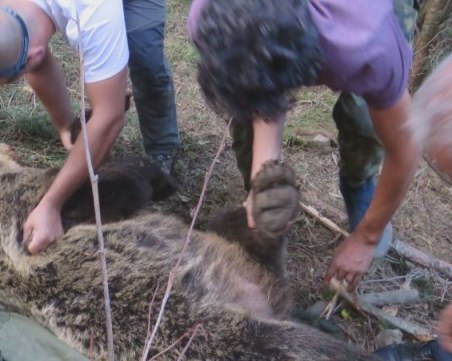 Мечка с набези в родопско село, напада добитъка на хората
