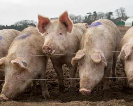 Brexit удари и свинете – няма кой да ги гледа, магазините внасят месо от ЕС