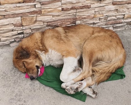 Анести Тимчев: Община Пловдив ще създаде център за хуманно отношение към животните