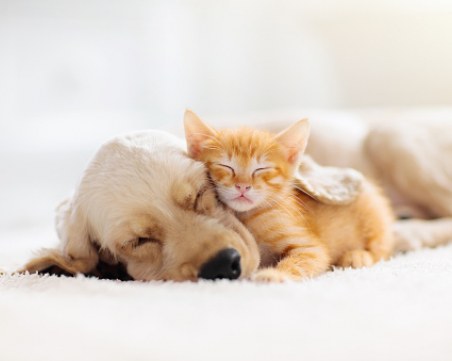 На този ден: Световен ден за защита на животните