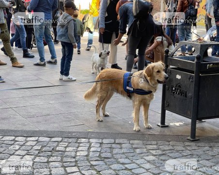 Пловдивчани осиновяват бездомни кучета