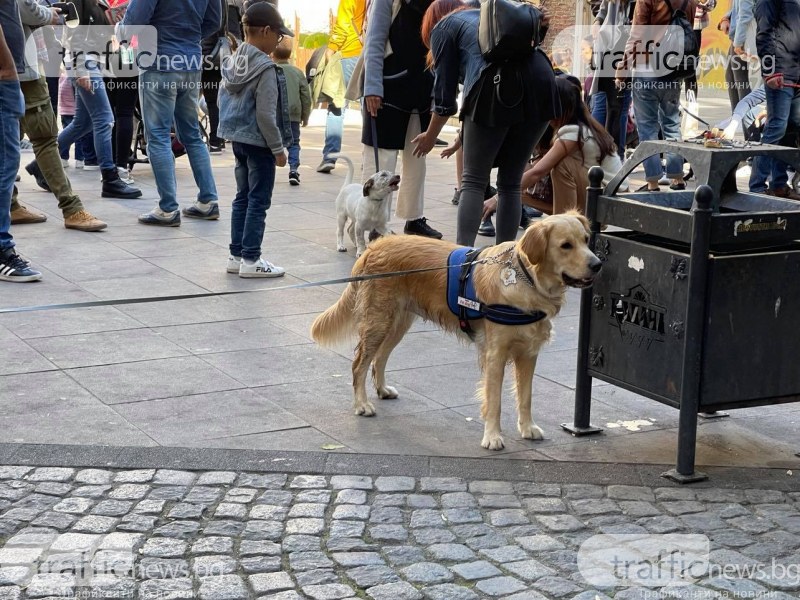 Пловдивчани осиновяват бездомни кучета