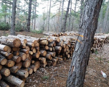 Хванаха трима, изсекли незаконно 154 дървета около Сърница