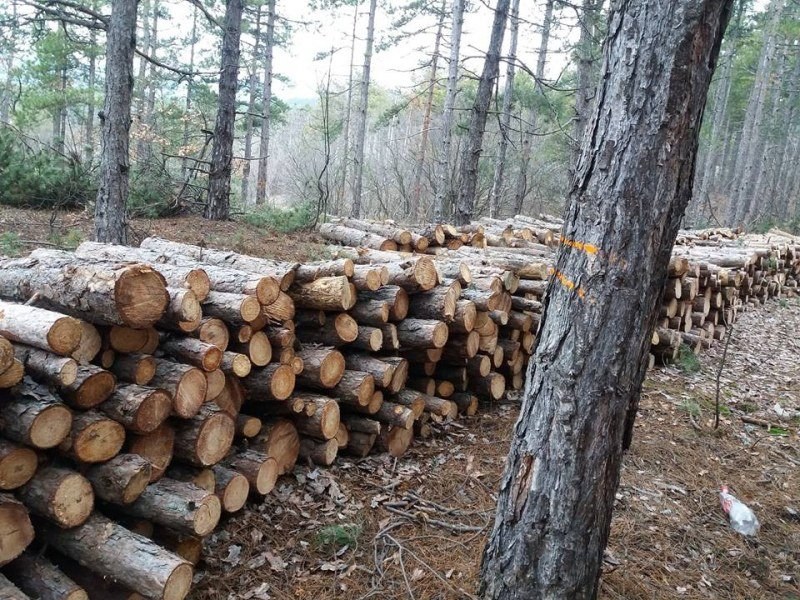 Хванаха трима, изсекли незаконно 154 дървета около Сърница